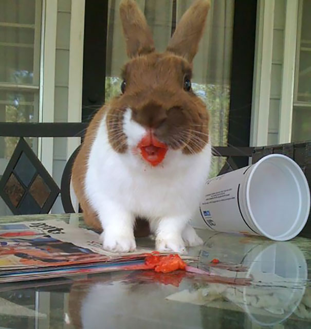 Rabbit Eating Strawberry
