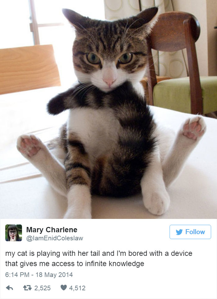 33 Funny Tweets About Cats Bored Panda
