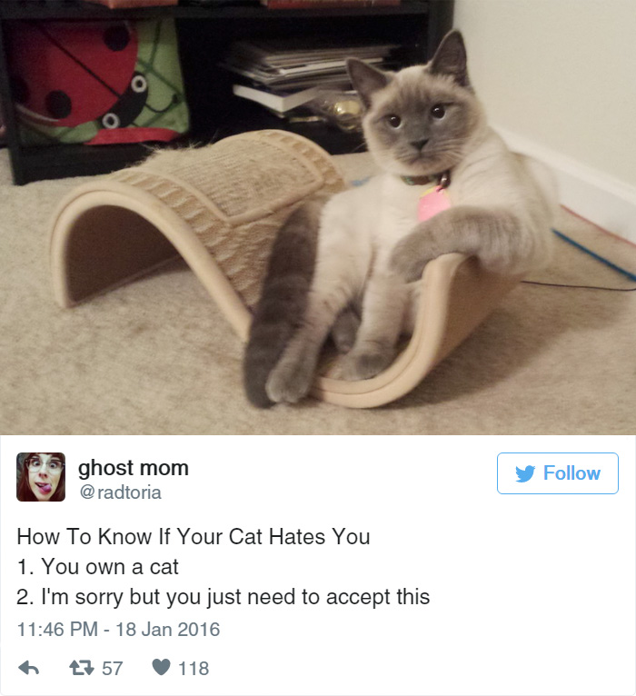 Funny Cat Tweets
