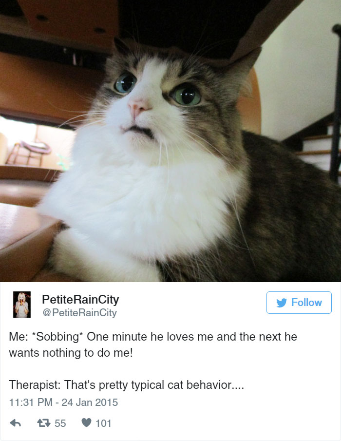 Funny Cat Tweets