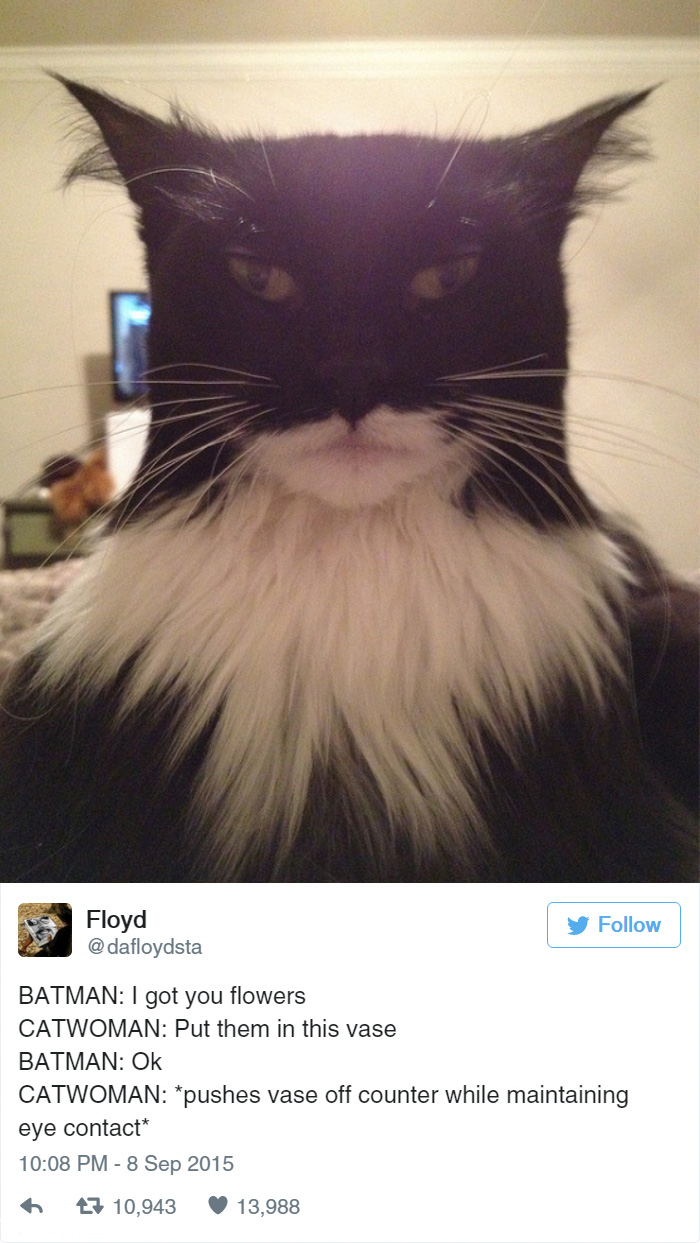 33 Funny Tweets About Cats Bored Panda