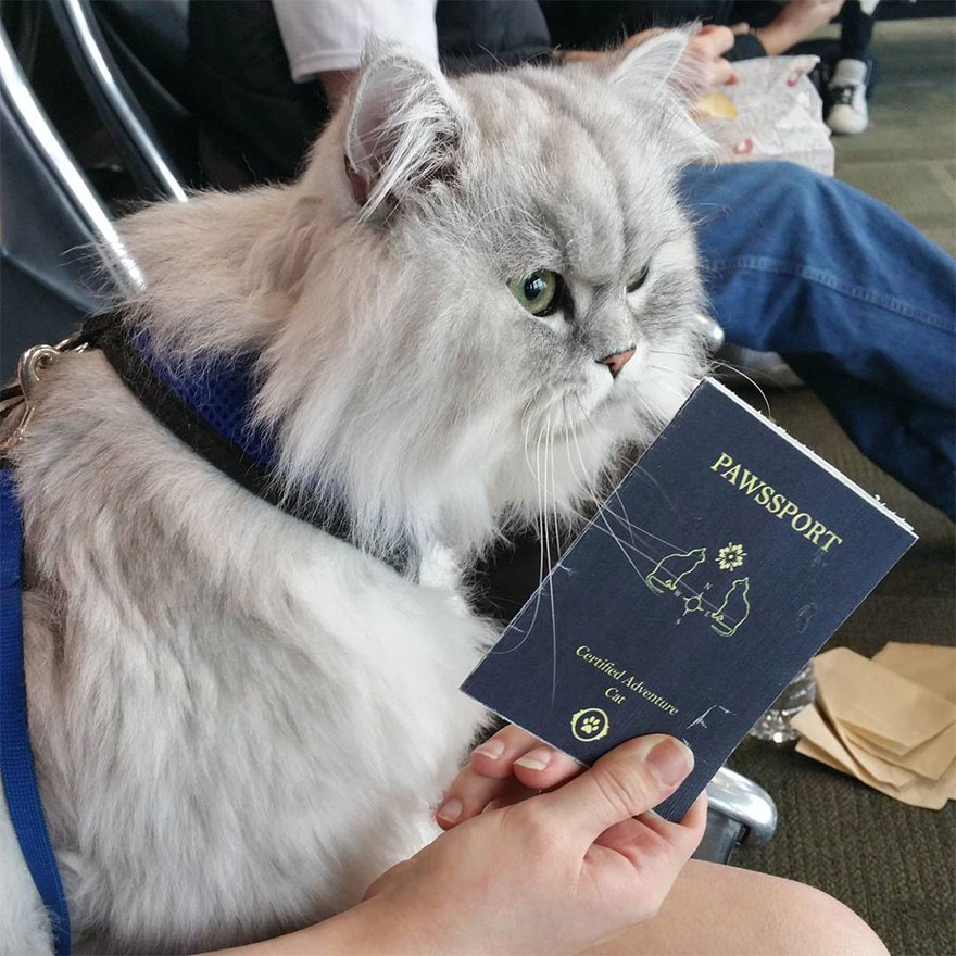 gandalf-cat-travelling-the-world-21
