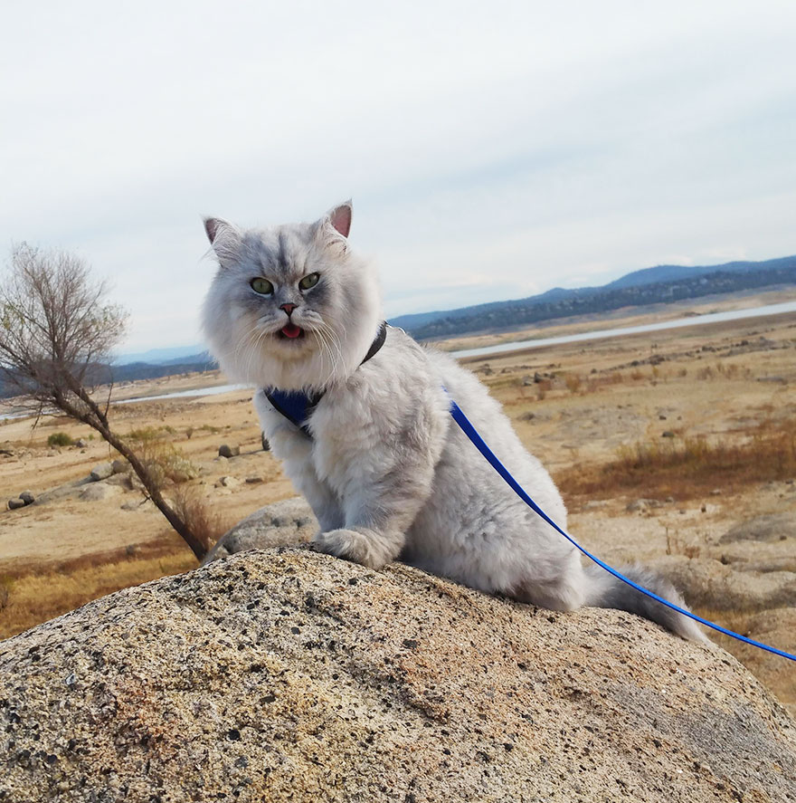 gandalf-cat-travelling-the-world-23