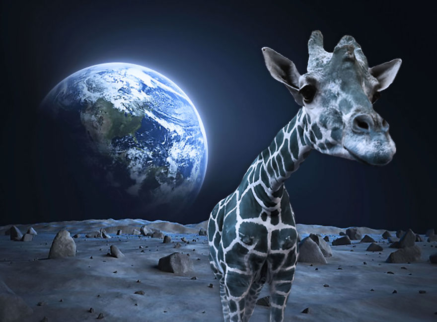 Moon Walking Giraffe