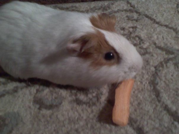 Guinea Pig Has To Eat...