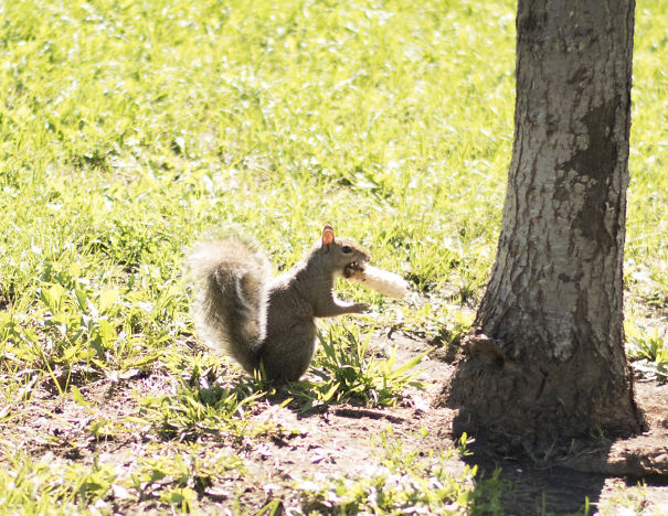 Squirrel Eating Corn On The Cob