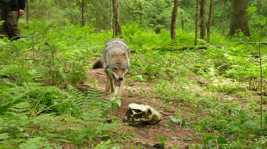 How I As French Man Ended Up Volunteering At A Wolf Sanctuary In Russia