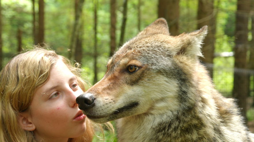 How I As French Man Ended Up Volunteering At A Wolf Sanctuary In Russia