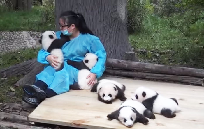 The World’s Best Job: This Woman Hugs Pandas And Is Paid $32,000