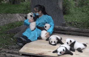 The World's Best Job: This Woman Hugs Pandas And Is Paid $32,000