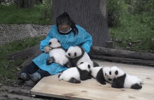 The World's Best Job: This Woman Hugs Pandas And Is Paid $32,000