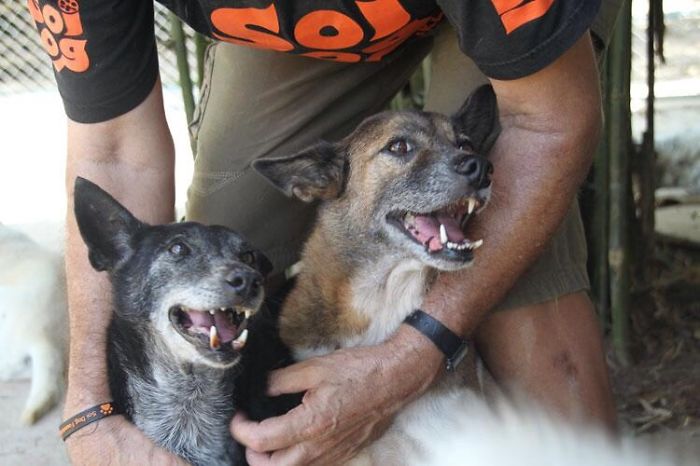 I Adopted 2 Street Dogs From Thailand Which Were Rescued From Being Skinned Alive