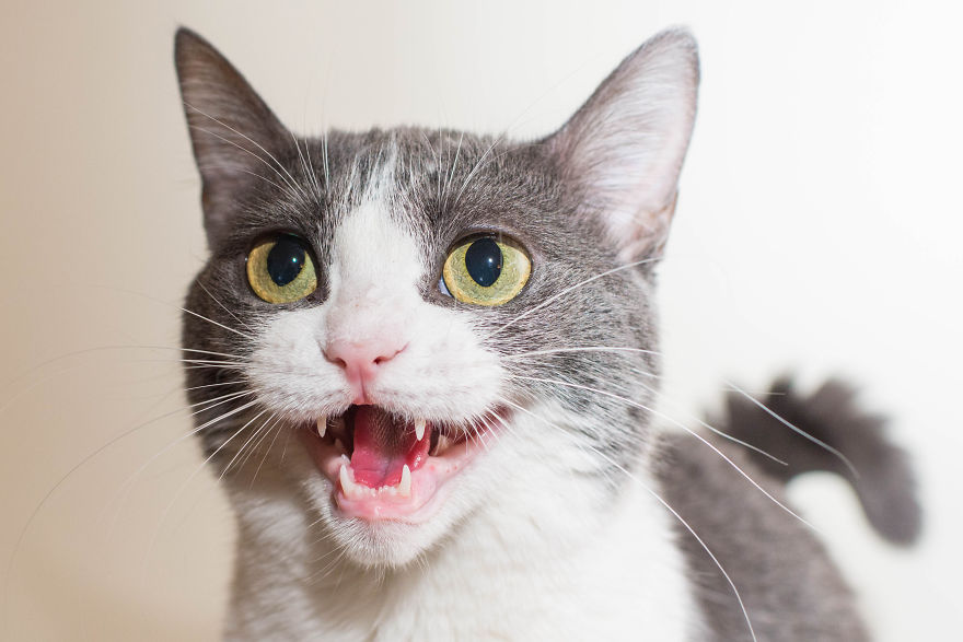I Capture The Funny Faces My Cat Imogen Makes | Bored Panda