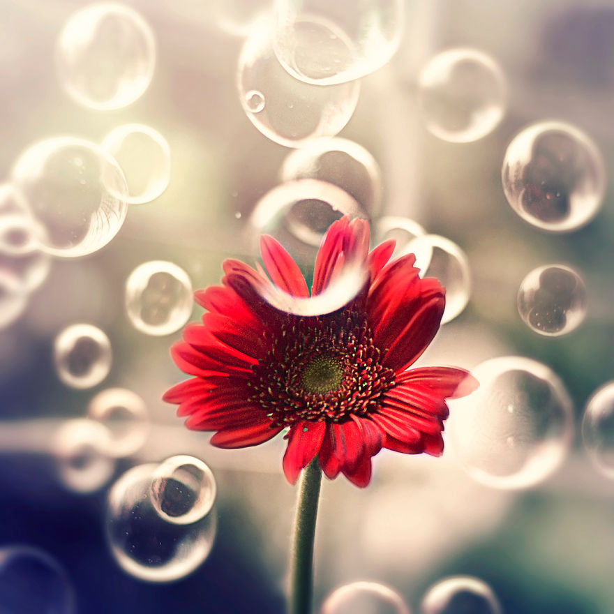 I Create Whimsical Images Using Flowers