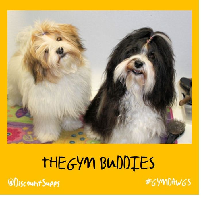 I Got Stick From These Dawgs For Joining The Gym This January
