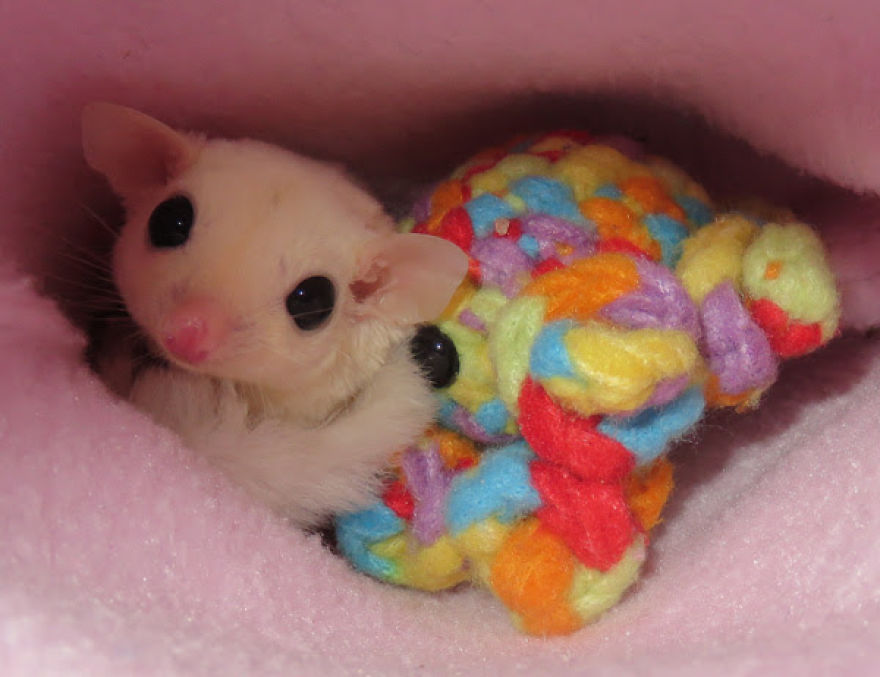 I Help My Adopted Marsupials Feel Safe By Crocheting Them Tiny Buddies