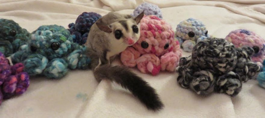 I Help My Adopted Marsupials Feel Safe By Crocheting Them Tiny Buddies