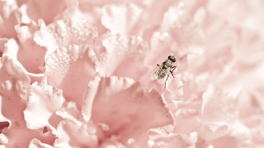I Photograph Insects To Show The Beauty Of Their Tiny World