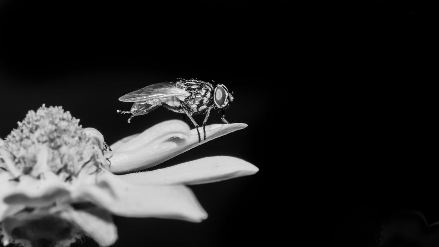 I Photograph Insects To Show The Beauty Of Their Tiny World