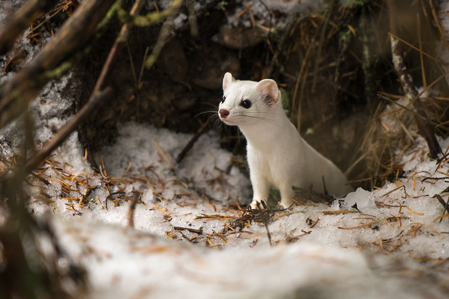 I Photographed A Cute Little Ermine On Our Hike In Northwestern Montana
