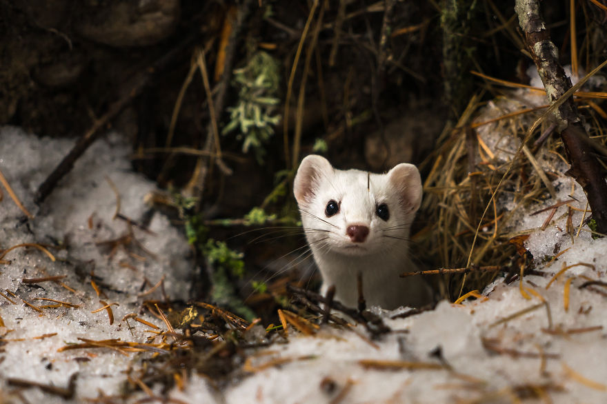 I Photographed A Cute Little Ermine On Our Hike In Northwestern Montana
