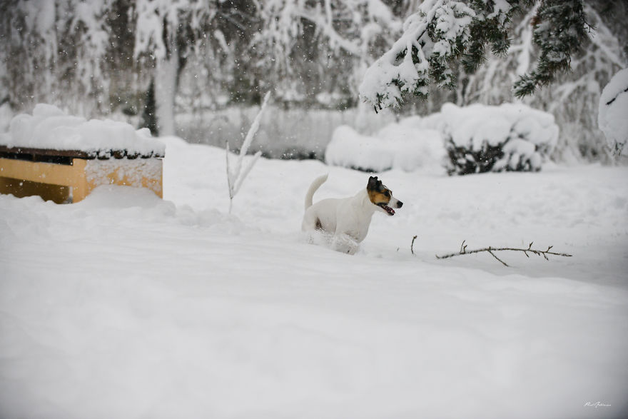 I Photographed My Dog Enjoying A Snowy Day