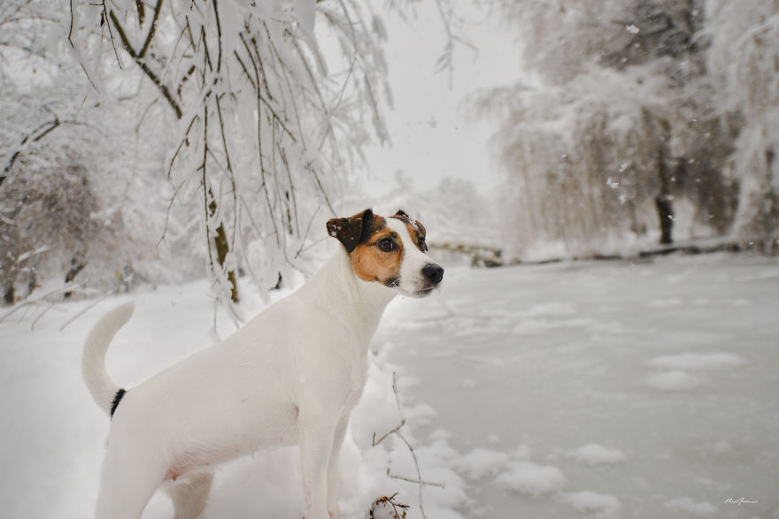 I Photographed My Dog Enjoying A Snowy Day