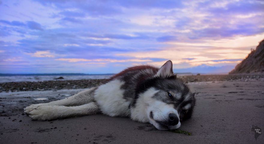 I Rescued A Husky And Later He Saved Me From An Abusive Relationship