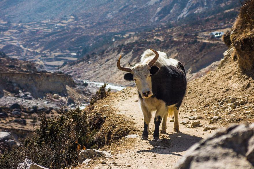 I Traveled To Nepal Before, During, And After The Earthquake, And You Should Come There In 2016