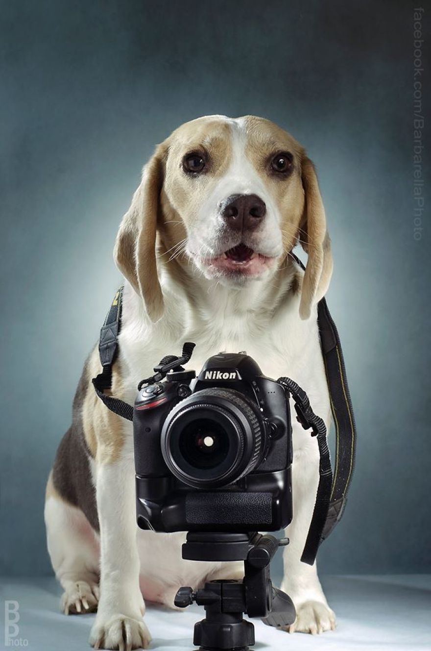 If A Dog Be A Photographer