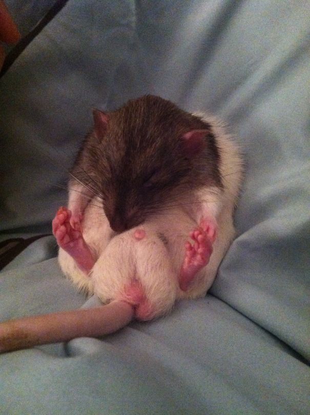 My Dumbo Rat Frodo Curled Up Like A Hedgehog Asleep