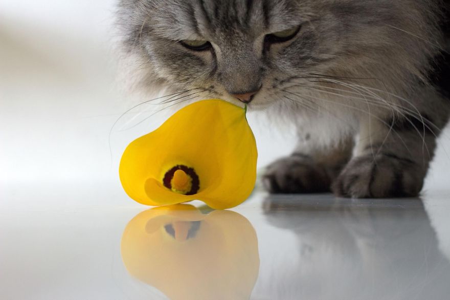My Cat And A Yellow Flower. Take A Look At Www.catsandcolors.nl