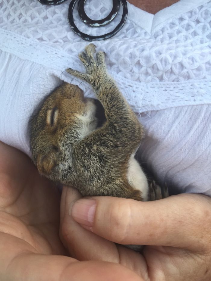 Rescued Baby Squirrel.