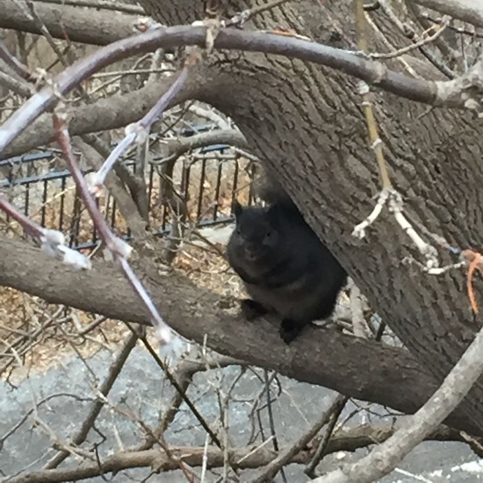 Black Squirrel In Ottawa, Canada