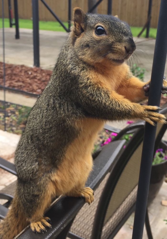 Squirrelito - My Little Buddy