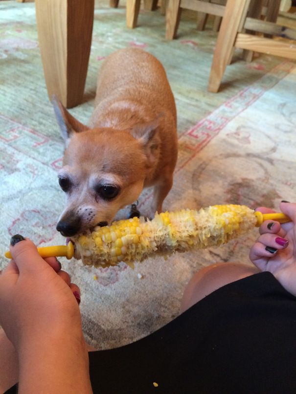Sammy Loves Corn (and I Don't Care)