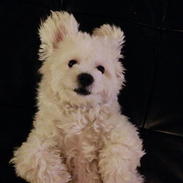 My Polar Bear Aka Maltese Puppy Named Milo