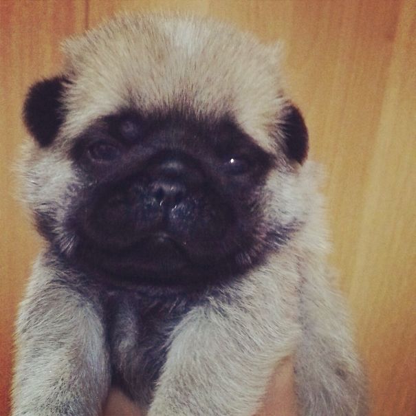 Can't Believe This Is A Pug Puppy!