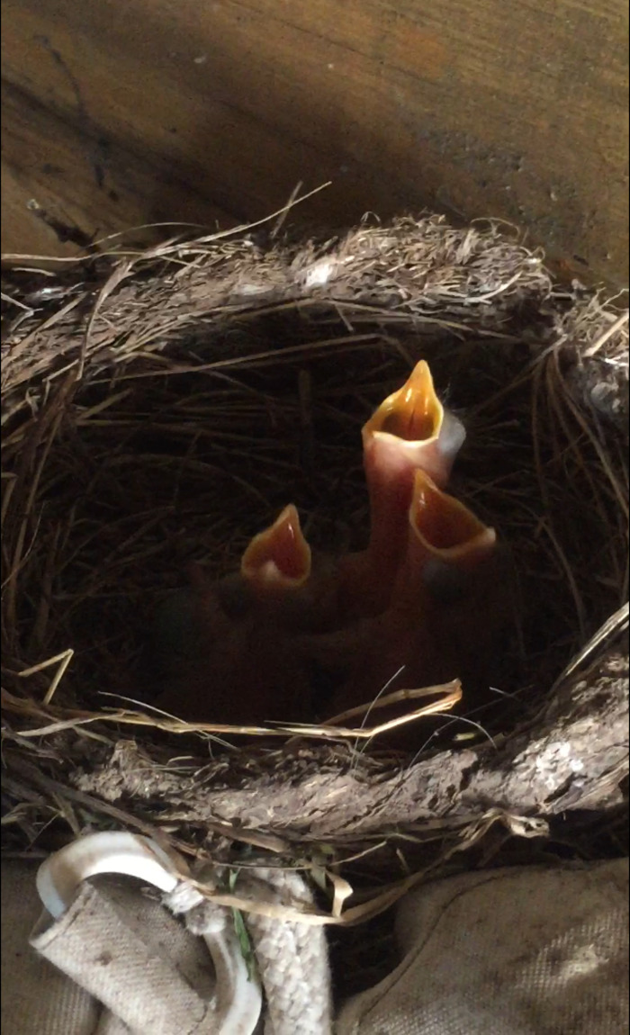 Newborn Baby Blackbirds