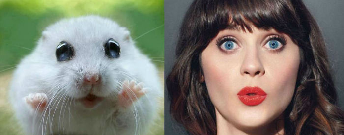 #60 This Hamster Looks Like Katy Perry