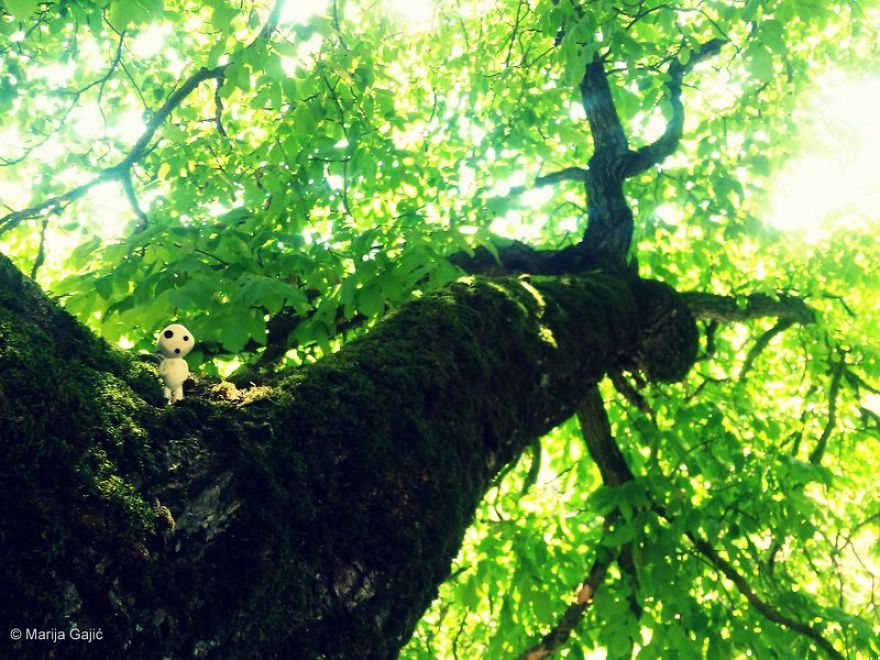 Life Of The Tree Spirit (kodama) Life Of The Tree Spirit (kodama)