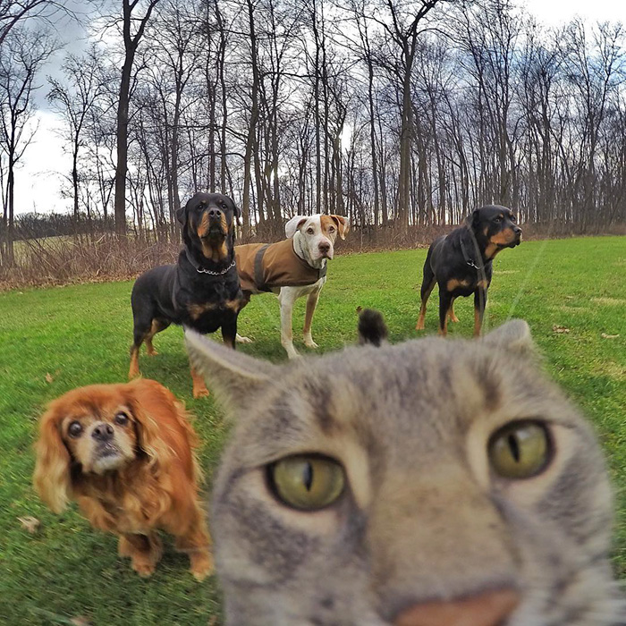 This Selfie Taking Cat Takes Better Selfies Than You