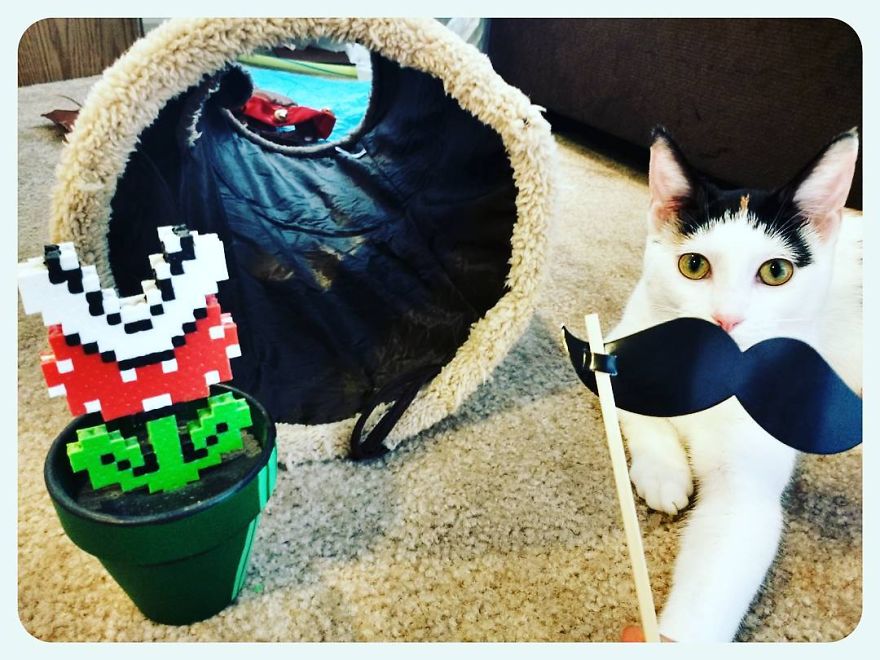 Mario Cat Brings Awwareness