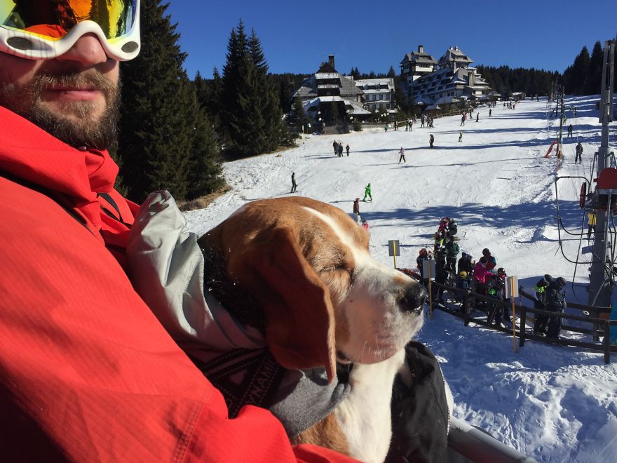 Meet Eli, Our Snowboarding Beagle