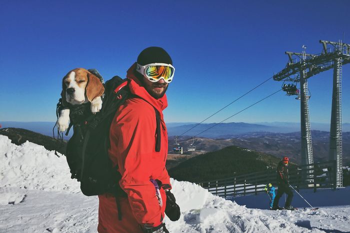 Meet Eli, Our Snowboarding Beagle