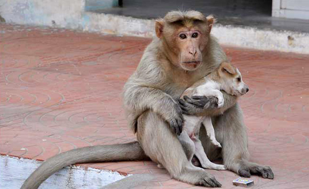 Monkey Adopts A Puppy