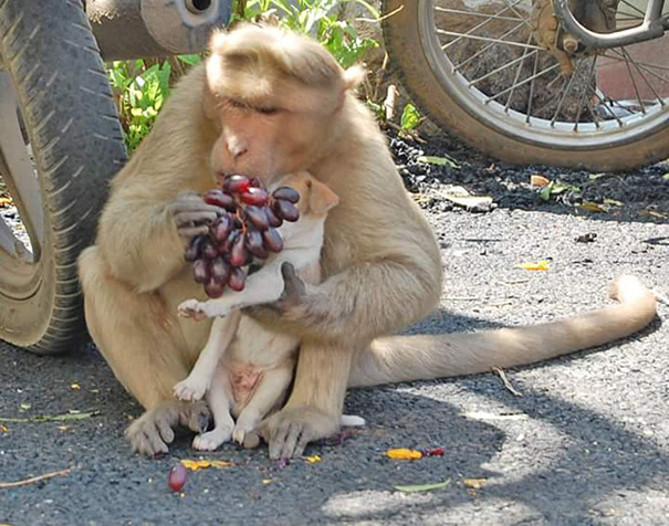 Monkey Adopts A Puppy, Defends It From Stray Dogs, And Lets It Eat First
