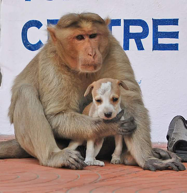 monkey-adopts-puppy-erode-india-4
