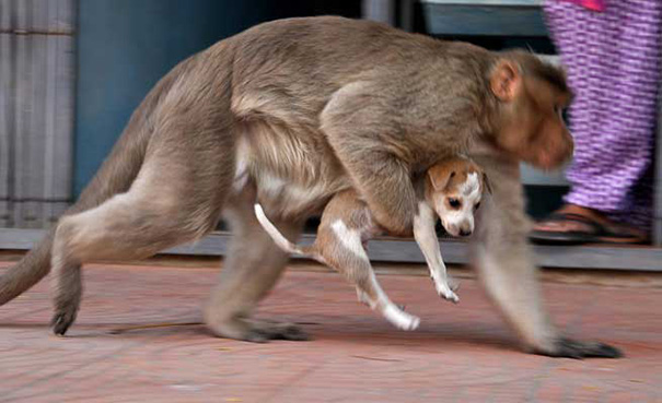 Monkey Adopts A Puppy And Takes Care
