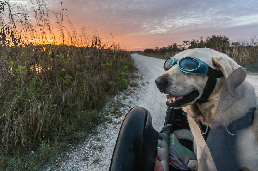 Motorcycle Dog Celebrates 11th Birthday On The Road!